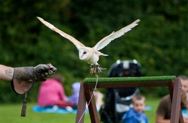 Barn-Owl---Thomas-Day_1