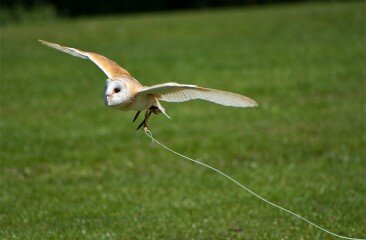 Barn-Owl-Thomas-Day-3_8