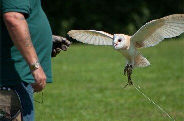 Barn-Owl-Thomas-Day-3_9