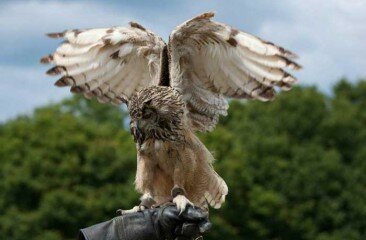 Bengal-Eagle-Owl-Willow