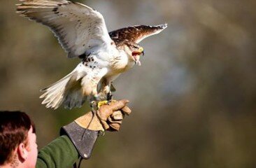 Ferruginous-Hawk-Diago