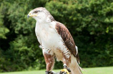 Feruginous-Hawk_10