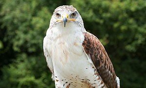 Falconry Party!