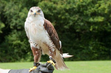 Feruginous-Hawk_4