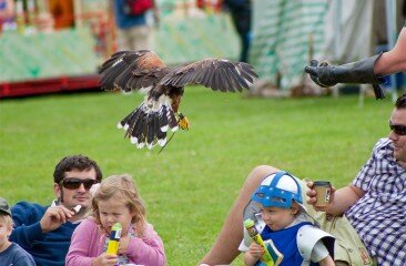 Harris-Hawk_19