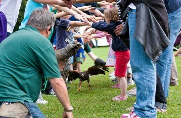 Harris-Hawk_34