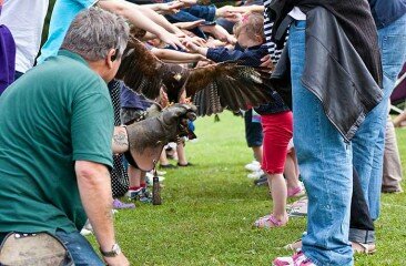 Harris-Hawk_36