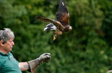 Harris-Hawk_3