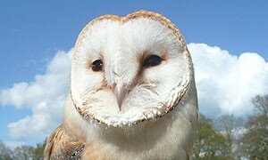 The Owl Encounter