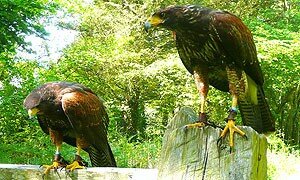 Take a 'Hawk Walk'