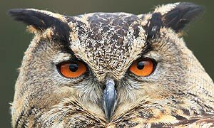 The 'Birds of Prey Experience'
