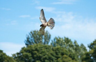 Kestrel-Thomas-Day-3_16