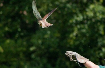 Kestrel-Thomas-Day-3_4