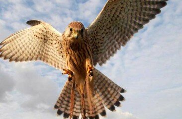Kestrel-in-flight-2