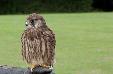 Kestrel_2