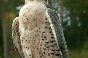 Lanner-Falcon