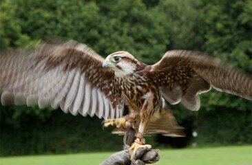 Lanner_15