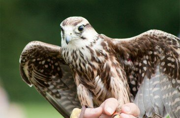 Lanner_3