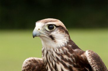 Lanner_4
