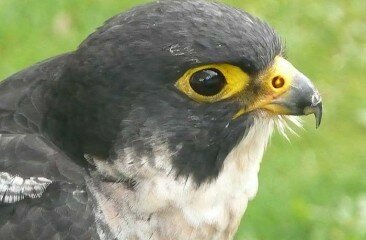 PeregrineFalcon1
