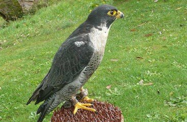 PeregrineFalcon2