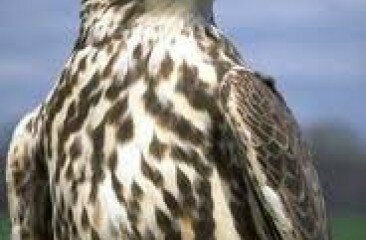 Saker