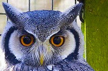Scops Owl 1