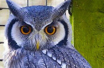 Scops Owl