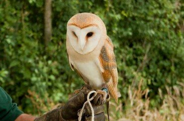 barn-owl