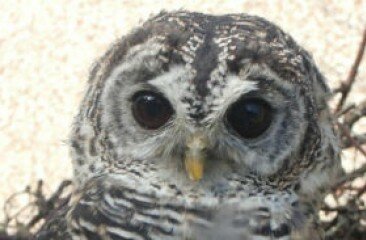 chaco-owl-pic-2