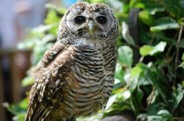 chaco-owl-pic
