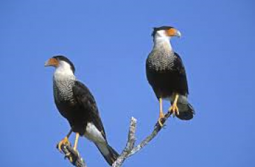 crested-caracaras