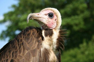 hooded-vulture
