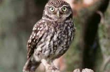 little-owl-1