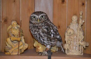 littleowl-reggie