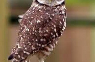 littleowl3