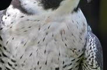 peregrine