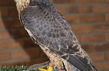 peregrinefalcon-jake-resize
