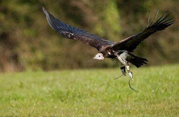 ringo-in-flight