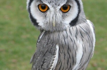 scops