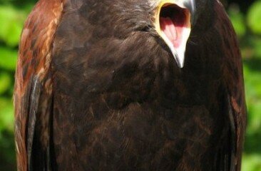 simon-coombes-bird-pics