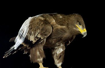steppe_eagle_4