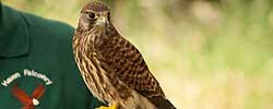 The 'Birds of Prey Experience'