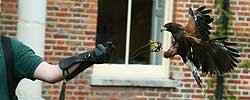Falconry Party!