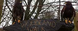 Take a 'Hawk Walk'