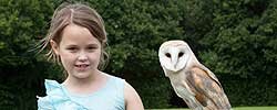 The Owl Encounter