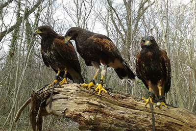 Take a 'Hawk Walk'