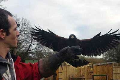 Falconer for a Day