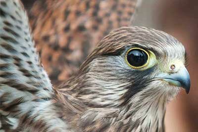 The 'Birds of Prey Experience'